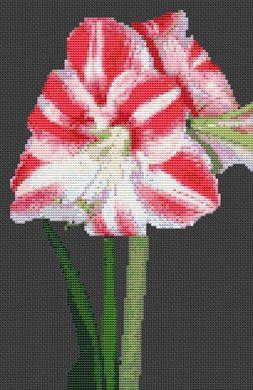 (image for) Amaryllis